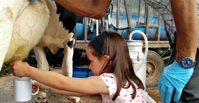 Dairy Farm Visit and Cow Milking Experience in Azores - Booking and Cancellation