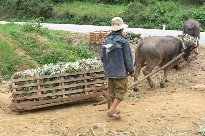 Dalat - Central Highland - Nha Trang - Exploring Dalats Charming Landscapes