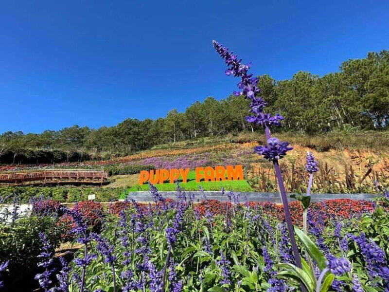 DaLat: Check In at the Most Famous Tourist Attractions - Hydroponic Farms and Flower Gardens