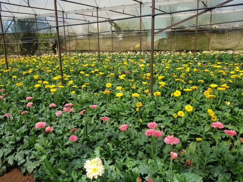 Dalat: Countryside Tour With Silk Village & Elephant Falls - Language Options for Tour Guide
