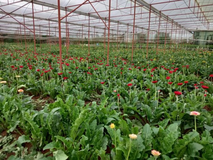 Dalat: Easy Rider - Exploring Dalat Countryside Day Tour - Accessibility and Options