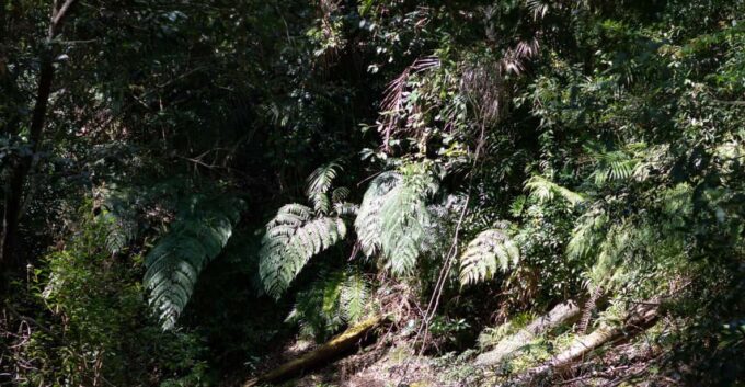 Dalat: Silent Tour Hiking, Swiming Waterfall - Included in the Tour