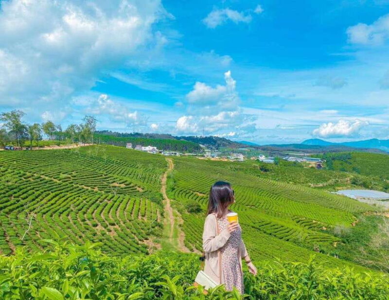 Dalat: Sunrise, Clouds, Peaceful Mornings From 4:00 to 10:00 - Strawberry Picking Adventure