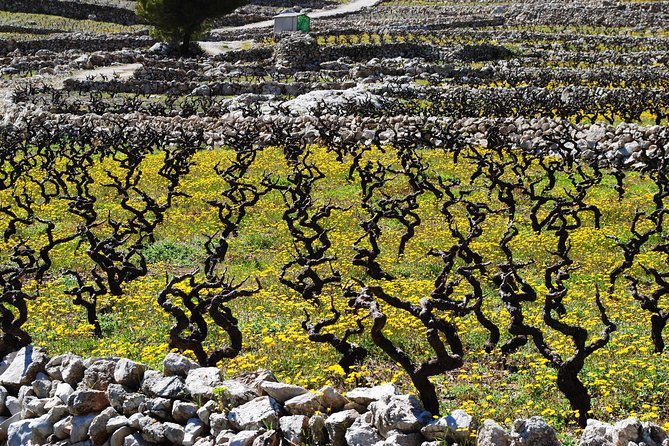Dalmatian Flavors:Farm to Table Food Experience & Oyster Picking & Wine Tasting - Highlights of the Food and Drink Experience
