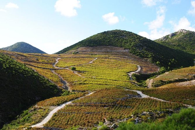 Dalmatian Flavors:Farm to Table Food Experience & Oyster Picking & Wine Tasting - Wine Tasting and Olive Oil Sampling
