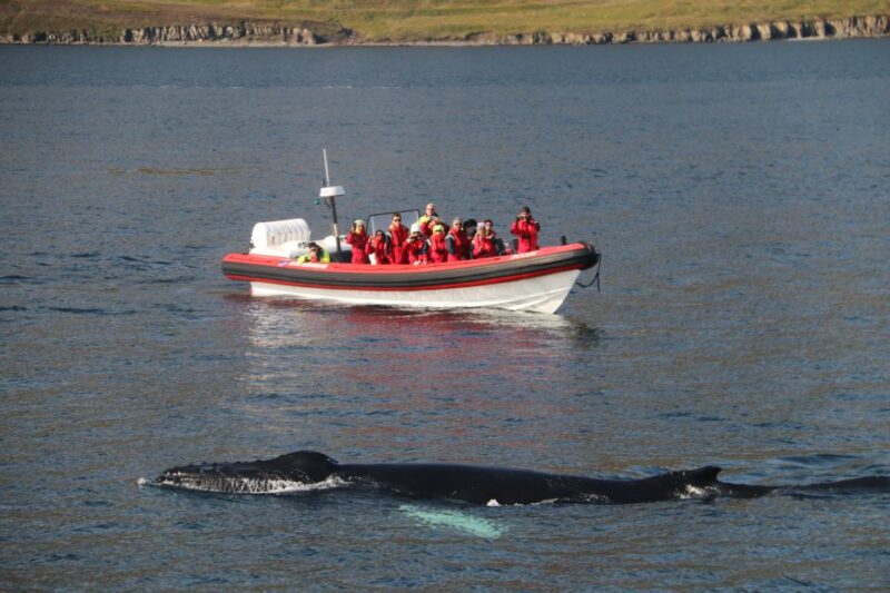 Dalvík: Whale Watching Speedboat Tour - Wildlife Experience