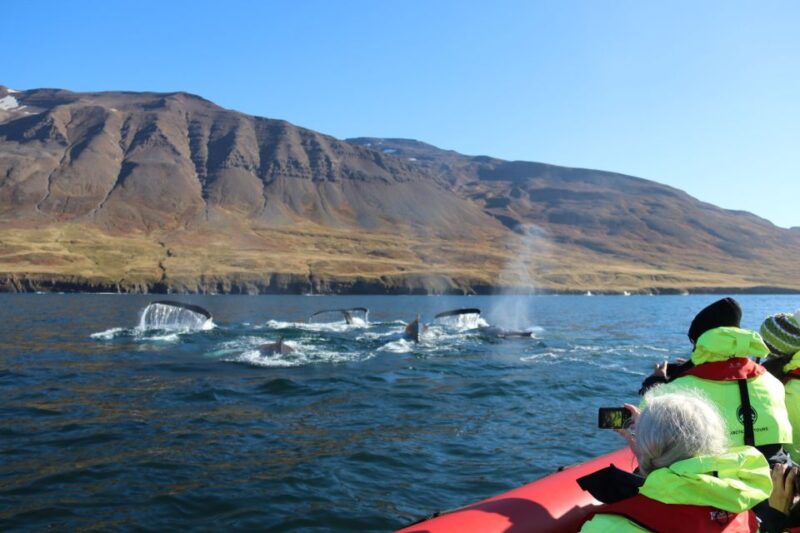 Dalvík: Whale Watching Speedboat Tour - Tour Highlights