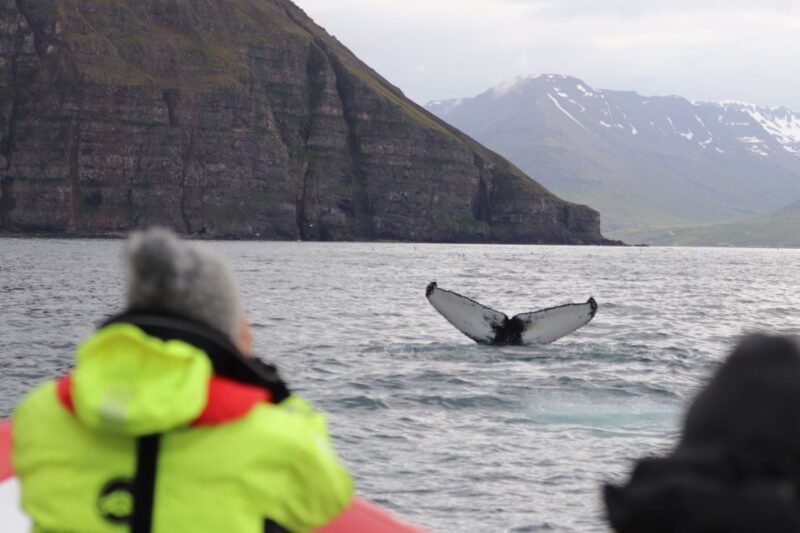 Dalvík: Whale Watching Speedboat Tour - Participant Restrictions