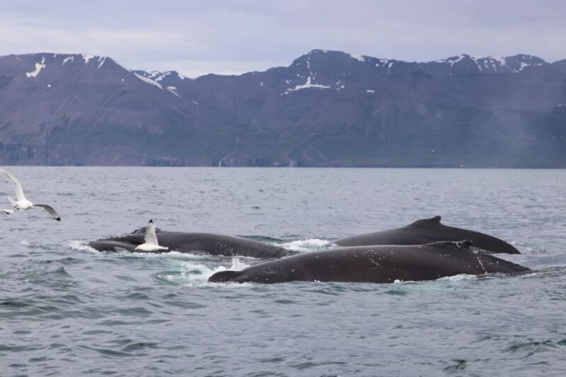 Dalvík: Whale Watching Speedboat Tour - Customer Feedback