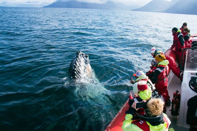 Dalvík: Whale Watching Speedboat Tour - Booking Information