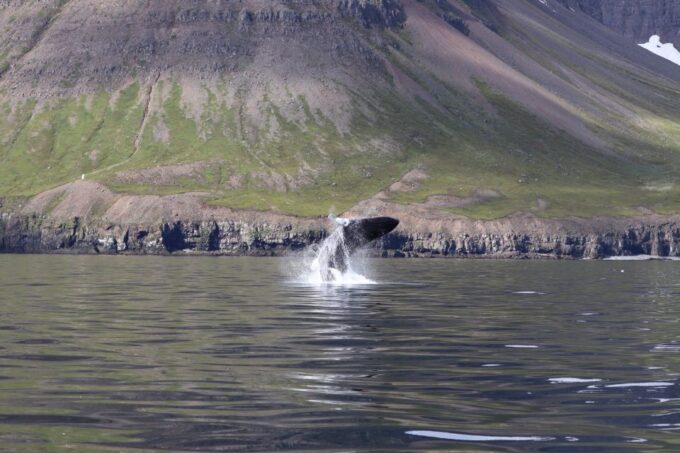 Dalvík: Whale Watching Speedboat Tour - Safety Considerations