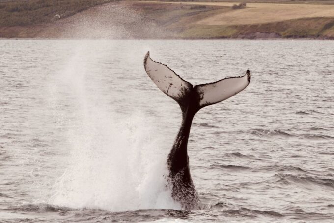 Dalvík: Whale Watching Speedboat Tour - What to Expect