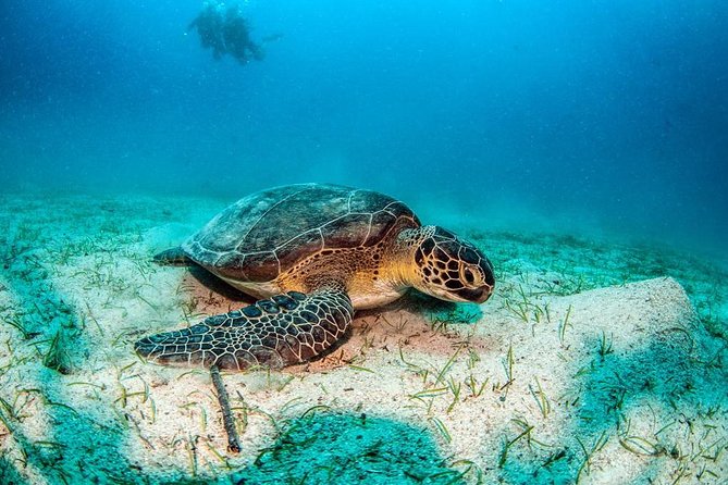 Dalyan River Cruise by Boat With Lunch and Sea Turtles Watching - Mud Bath and Lunch