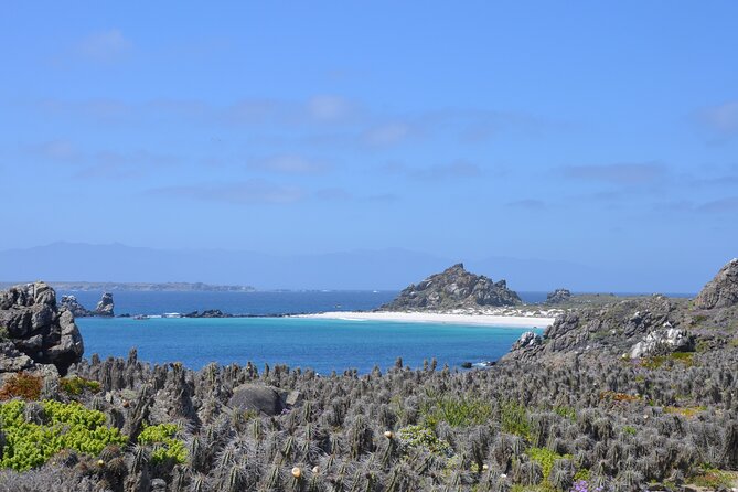 Dama Island or Chañaral Navigation Tour Humboldt Penguin Reserve - Inclusions and Price Details
