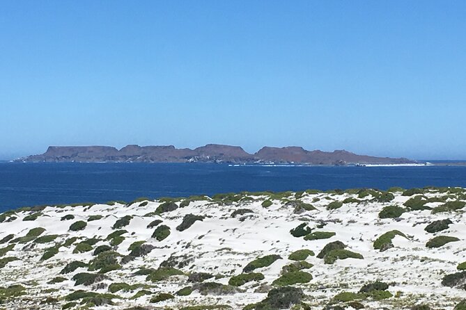 Dama Island or Chañaral Navigation Tour Humboldt Penguin Reserve - Operational Challenges