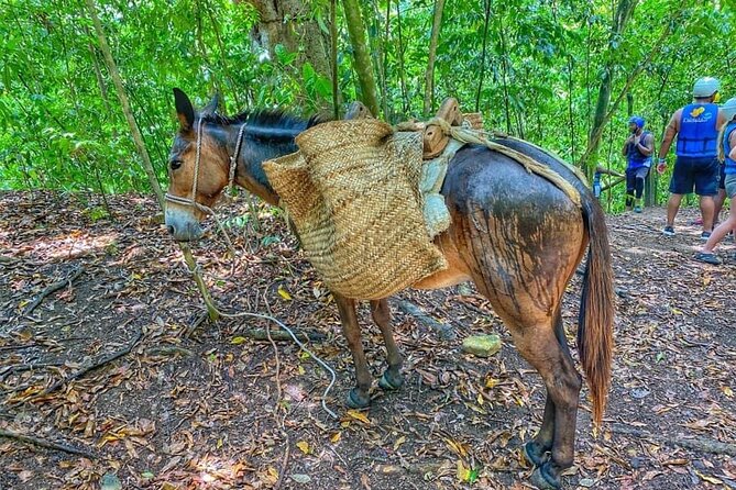 Damajagua the 7 Waterfalls Excursion - Amber Cove & Taino Bay - Value and Recommendations