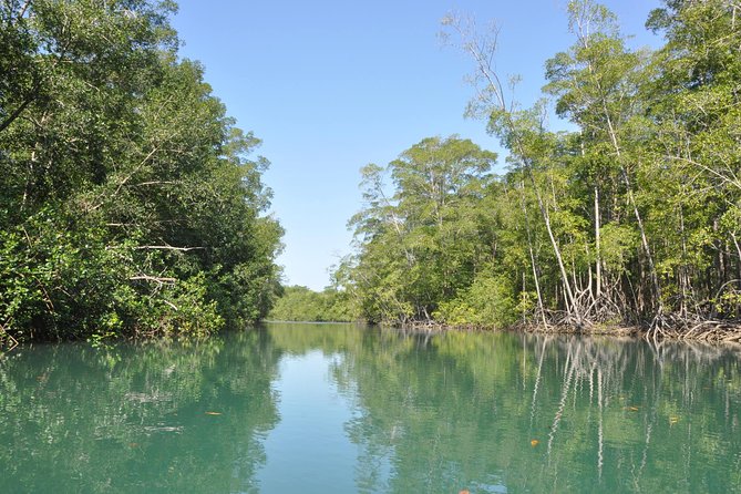 Damas Island by Boat Tour From Manuel Antonio - Exploring the Damas Island Estuary