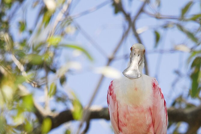 Damas Island Mangrove Boat Tour From Jaco - Tour Highlights