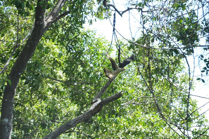 Damas Island Mangrove Boat Tour From Jaco - Customer Reviews