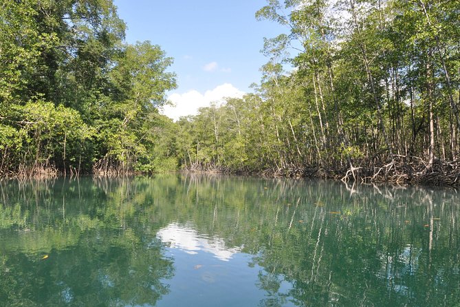 Damas Island Mangrove Boat Tour From Jaco - Switching Between Activities