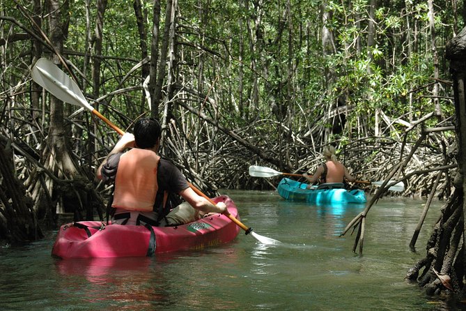 Damas Island Mangrove Kayaking Tour From Jacó - Key Points