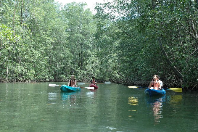 Damas Island Mangrove Kayaking Tour From Jacó - Wildlife Sightings