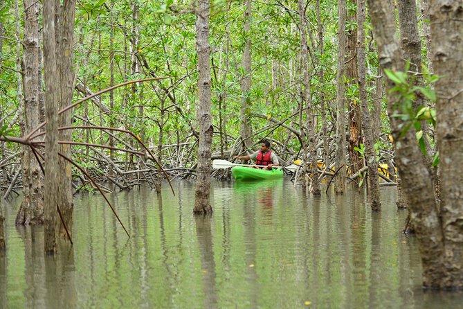 Damas Island Mangrove Kayaking Tour From Manuel Antonio - Customer Feedback