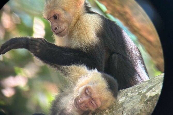 Damas Island Mangrove Tour With Monkeys - Key Points