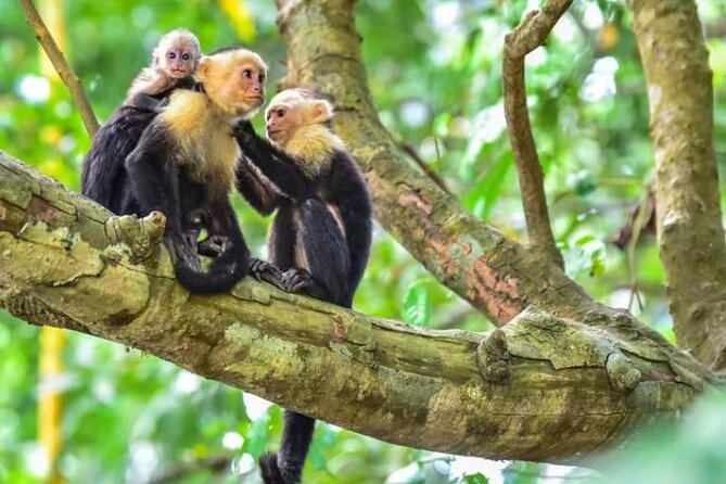 Damas Island Mangrove Tour With Monkeys - Meeting and End Points