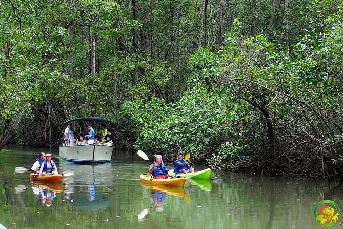 Damas Mangrove Boat Tour - Departure Times