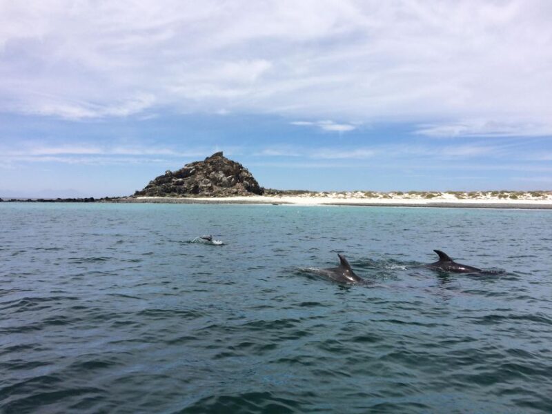 Damas or Chañaral Island: Whales & Humboldt Penguin Reserve - Itinerary and Locations