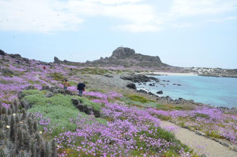 Damas or Chañaral Island: Whales & Humboldt Penguin Reserve - Explore Diverse Coastal Areas