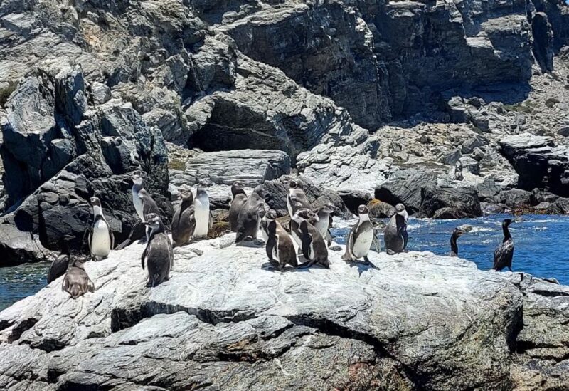 Damas or Chañaral Island: Whales & Humboldt Penguin Reserve - Inclusions and Exclusions