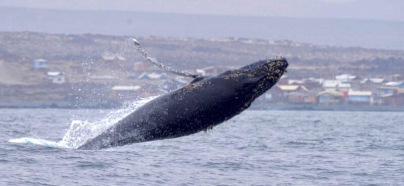 Damas or Chañaral Island: Whales & Humboldt Penguin Reserve - Important Information and Customer Reviews