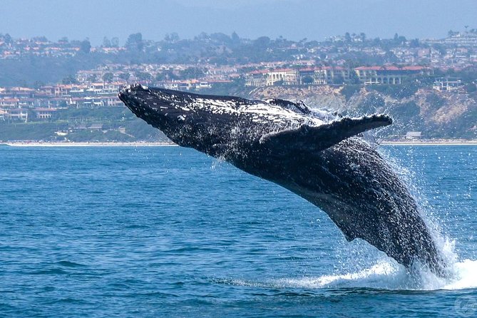Dana Point Dolphin and Whale Watching Eco-Safari - Experience Overview