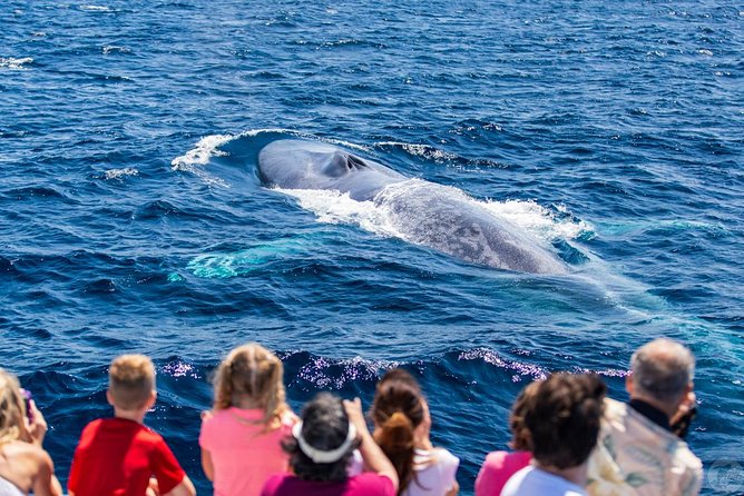Dana Point Dolphin and Whale Watching Eco-Safari - What To Expect