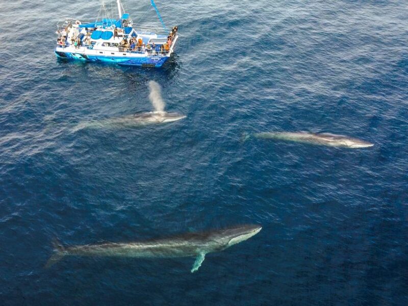Dana Point Dolphin & Whale Watching With Underwater Viewing - Experience Highlights