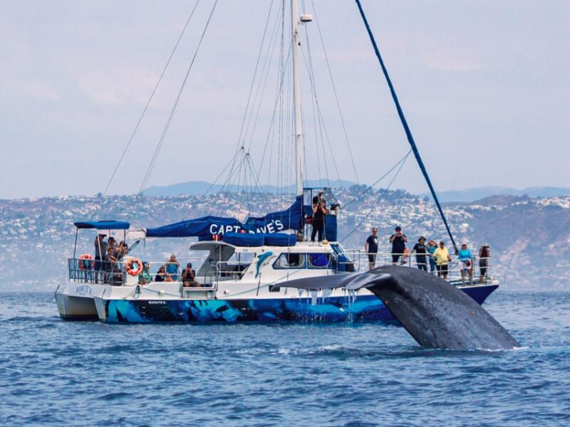 Dana Point Dolphin & Whale Watching With Underwater Viewing - Included Features