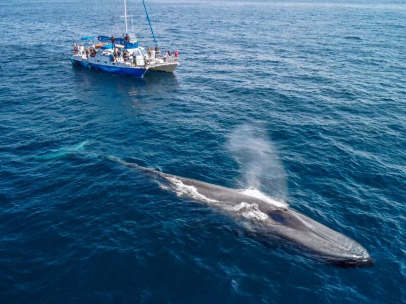 Dana Point Dolphin & Whale Watching With Underwater Viewing - Customer Ratings and Feedback