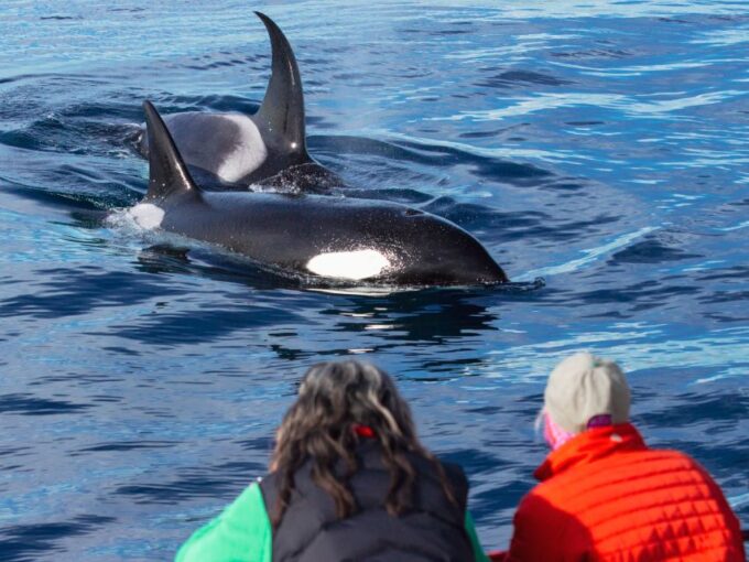 Dana Point Dolphin & Whale Watching With Underwater Viewing - Eco-Friendly Catamaran