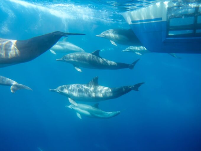 Dana Point Dolphin & Whale Watching With Underwater Viewing - Underwater Viewing Pods
