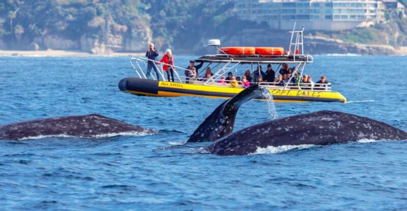 Dana Point Fast & Fun Zodiac-Style Dolphin & Whale Watching - Wildlife Encounters