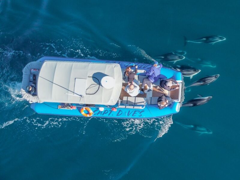 Dana Point Fast & Fun Zodiac-Style Dolphin & Whale Watching - Boat and Safety Features