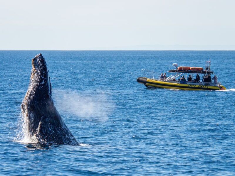 Dana Point Fast & Fun Zodiac-Style Dolphin & Whale Watching - Meeting Point and Arrival