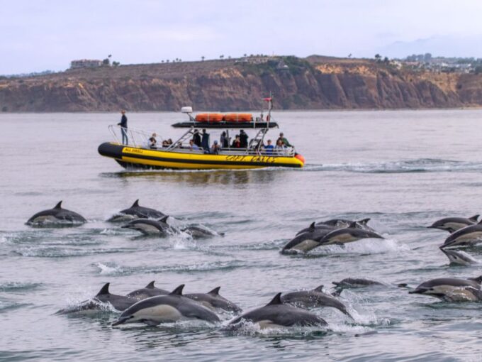 Dana Point Fast & Fun Zodiac-Style Dolphin & Whale Watching - Parking and Attire