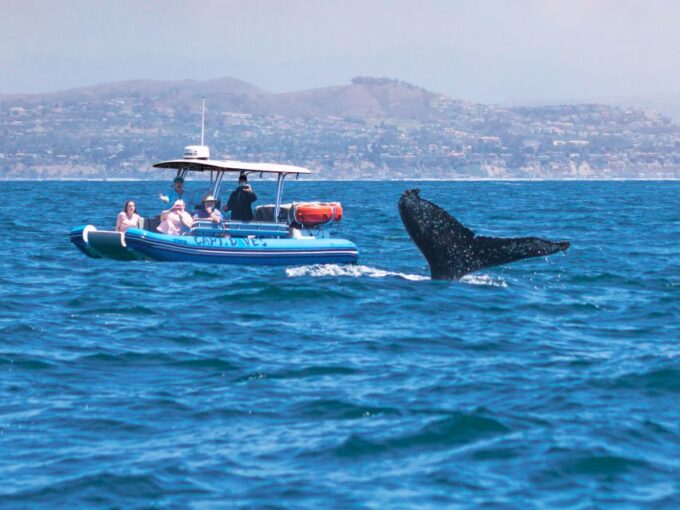 Dana Point Fast & Fun Zodiac-Style Dolphin & Whale Watching - Frequently Asked Questions