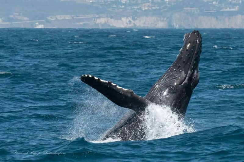 Dana Point: Whale and Dolphin Watching Tour - Key Points