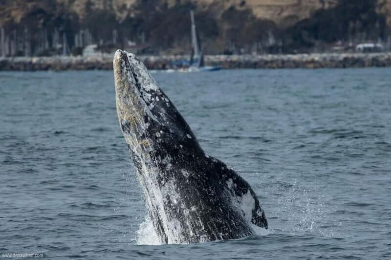 Dana Point: Whale and Dolphin Watching Tour - An Honest Look at the Dana Point Whale and Dolphin Tour