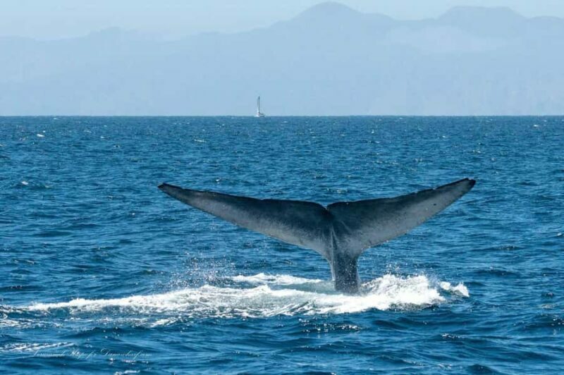 Dana Point: Whale and Dolphin Watching Tour - Who Will Love This Tour?