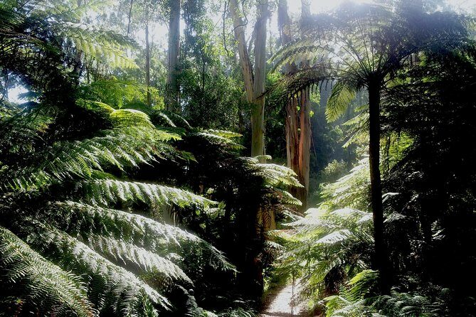 Dandenong Ranges Private Day Tour - What the Tour Includes and What to Consider